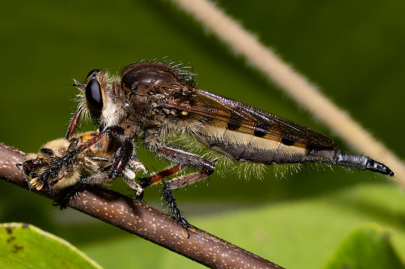 Red-footed Cannibal Fly, Promachus hinei, Adams County, Ohio, August 5, 2021 (10)
