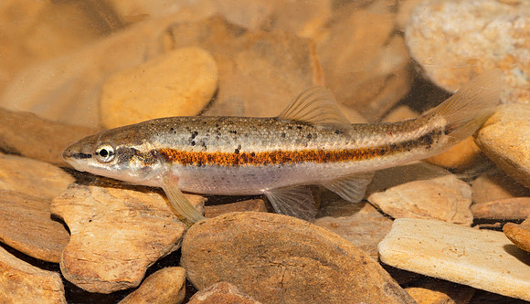 Western Blacknose Dace, Rhinichthys obtusus, Scioto County, Ohio, April 16, 2019