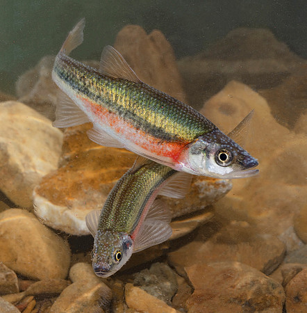 Rosyside Dace, Clinostomus funduloides, Scioto County, Ohio, April 16, 2019