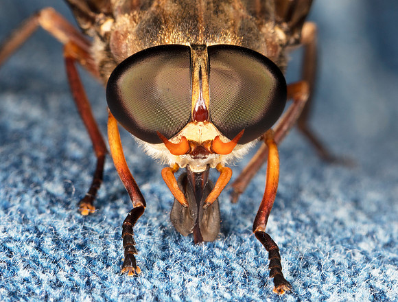 Horsefly, Tabanus spp., Scioto County, Ohio, August 24, 2019