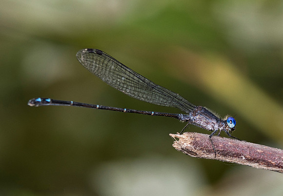 Dusky Dancer, Argia translata, Fayette County, Ohio, July 30, 2018