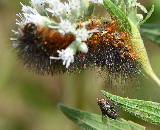 Tachinid Fly, stalking Salt Marsh Moth caterpillar, Estigmene acrea, Erie County, Ohio, September 18, 2011