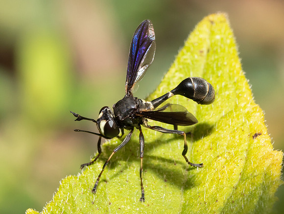 Thick-headed Fly, Physocephala tibialis, Franklin County, Ohio, September 1, 2020