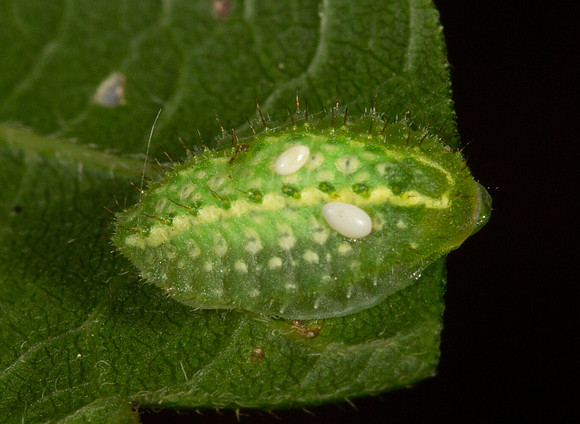 Tachinid fly eggs, Yellow-shouldered Slug caterpillar, Lithacodes fasciola, Hocking County, Ohio, September 17, 2015