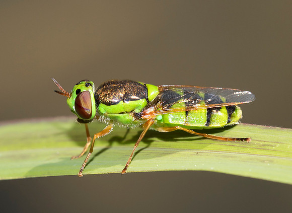 Soldier Fly, Odontomyia cincta, Van Wert County, Ohio, June 21, 2019
