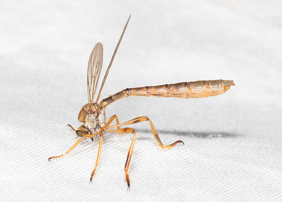 Robberfly, Leptogaster flavipes, Crawford County, Ohio, July 7, 2020