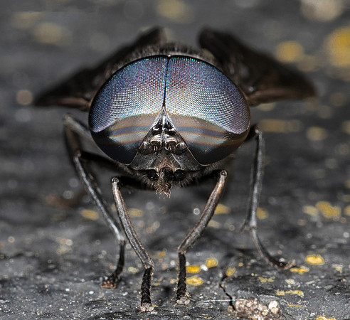 Black Horsefly, Tabanus atratus, Greene County, Ohio, July 28, 2018