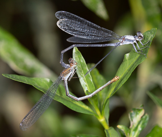 Powdered Dancer, Argia moesta, Franklin County, Ohio, August 2, 2015
