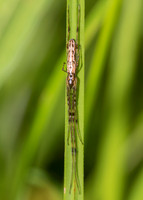 Long-jawed Orbweaver, Tetragnatha ssp., Marion County, Ohio, August 7, 2019