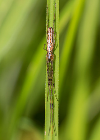 Long-jawed Orbweaver, Tetragnatha ssp., Marion County, Ohio, August 7, 2019