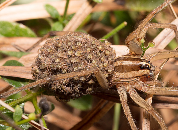 Striped Wolf Spider, Rabidosa rabida, with spiderlings, Pike County, Ohio, September 26, 2018 (2)