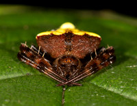 Arrowhead Orbweaver, Verrucosa arenata, Adams County, Ohio, September 8, 2020
