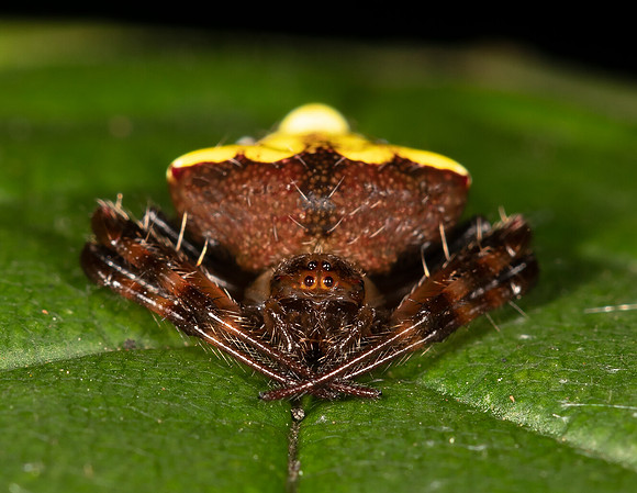 Arrowhead Orbweaver, Verrucosa arenata, Adams County, Ohio, September 8, 2020