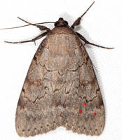 Darling Underwing, Catocala cara, with mites, Highland County, Ohio, July 17, 2020