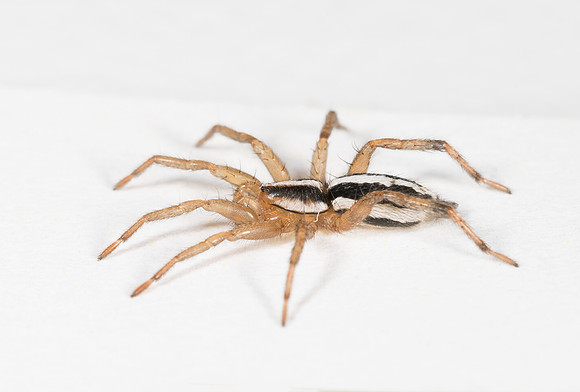 Stealthy Ground Spider, Cesonia bilineata, Adams County, Ohio, March 2, 2019 (2)