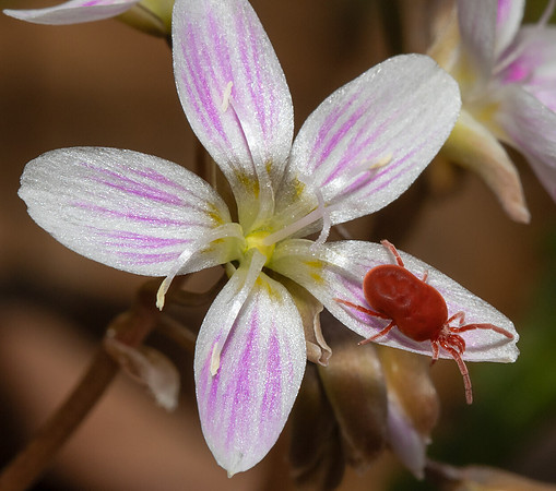 Red Velvet Mite, Trombidium ssp., Scioto County, Ohio, March 27, 2021