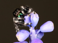 Bold Jumping Spider, Phidippus audax, Franklin County, Ohio, April 21, 2021