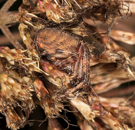 Spotted Orbweaver, Neoscona crucifera., in old joe-pye flowers, Scioto County, Ohio, August 24, 2019
