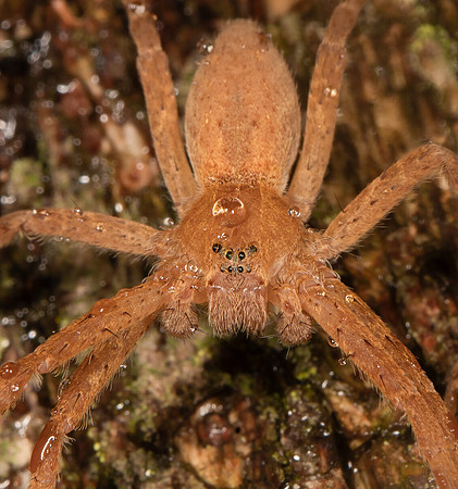 Nurseryweb Spider, Pisaurina mira, Delaware County, Ohio, March 11, 2021
