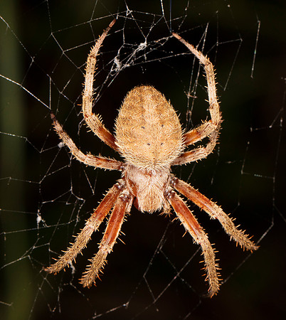 Spotted Orbweaver, Neoscona crucifera, Scioto County, Ohio, August 24, 2019