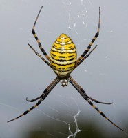 Banded Orbweaver, Argiope trifasciata, Pike County, Ohio, September 26, 2018