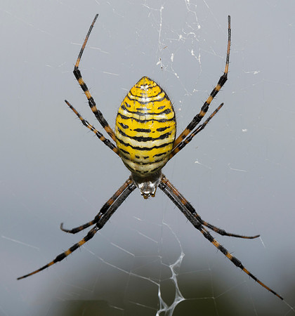 Banded Orbweaver, Argiope trifasciata, Pike County, Ohio, September 26, 2018