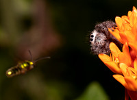 Jumping Spider, Phidippus princeps, female, Adams County, Ohio, June 26, 2021 (9) copy
