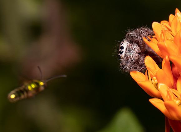 Jumping Spider, Phidippus princeps, female, Adams County, Ohio, June 26, 2021 (9) copy