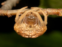 Bolas Spider, Mastophora yeargani, Adams County, Ohio, September 21, 2019