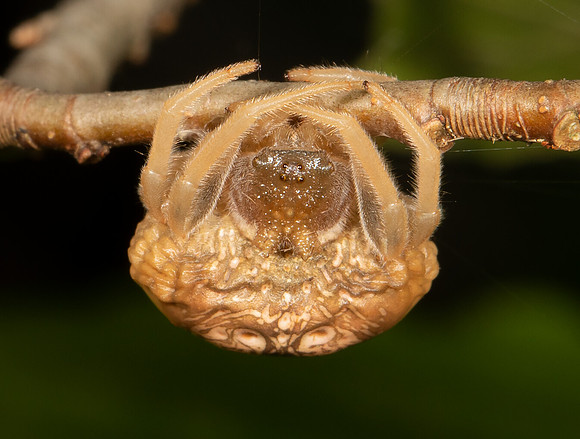 Bolas Spider, Mastophora yeargani, Adams County, Ohio, September 21, 2019