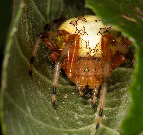 Marbled Orbweaver, Araneus marmoratus, Scioto County, Ohio, September 26, 2015