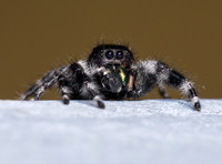 Bold Jumping Spider, Phidippus audax, Van Wert County, Ohio, June 21, 2019