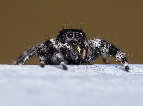 Bold Jumping Spider, Phidippus audax, Van Wert County, Ohio, June 21, 2019