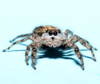 Spiders & Other Arachnids