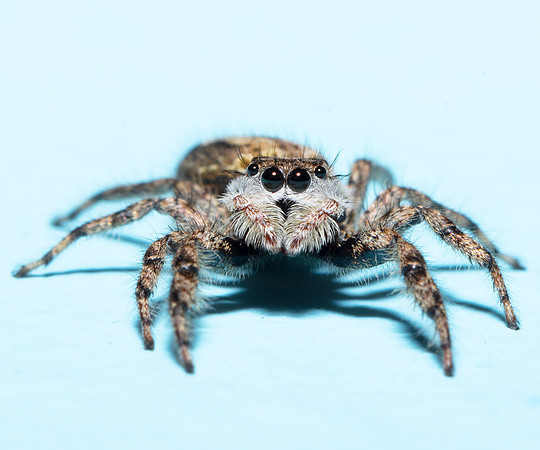Tan Jumping Spider, Platycryptus undatus, Franklin County, Ohio, July 2, 2020
