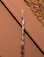 Feather-legged Orbweaver, Uloborus glomosus, Fairfield County, Ohio, July 4, 2019