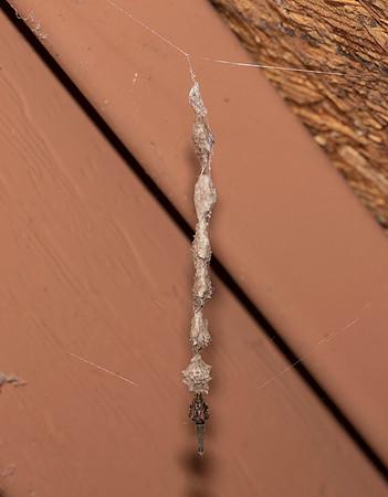 Feather-legged Orbweaver, Uloborus glomosus, Fairfield County, Ohio, July 4, 2019
