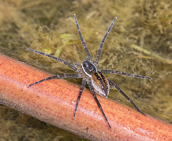 Six-spotted Fishing Spider, Dolomedes triton, Hancock County, Ohio, June 23, 2018