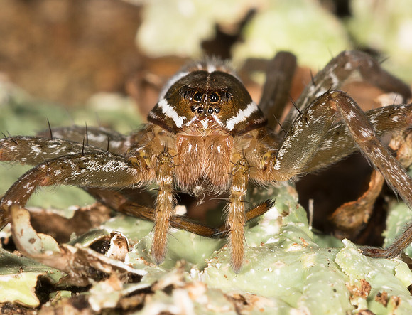 Six-spotted Fishing Spider, Dolomedes triton, Adams County, Ohio, March 2, 2019