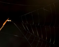 Triangle Weaver, Hyptiotes cavatus, nonvenomous, Hocking County, Ohio, December 12, 2015 (2)