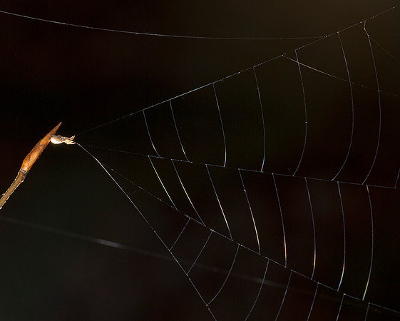 Triangle Weaver, Hyptiotes cavatus, nonvenomous, Hocking County, Ohio, December 12, 2015 (2)