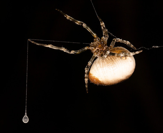 Toadlike Bolas Spider, Mastophora phrynosoma, Adams County, Ohio, September 17, 2016
