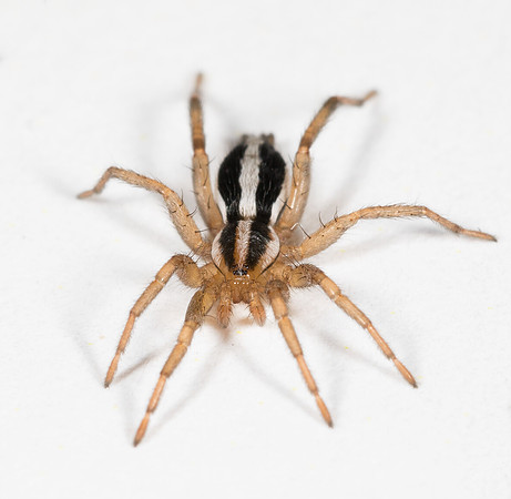 Stealthy Ground Spider, Cesonia bilineata, Adams Co., OH March 2, 2019 (51)
