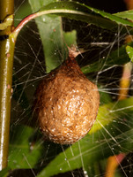 Black-and-yellow Garden Spider, Argiope aurantia, egg case, Pike County, Ohio September 26, 2018