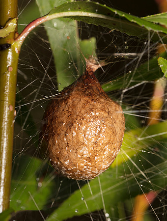 Black-and-yellow Garden Spider, Argiope aurantia, egg case, Pike County, Ohio September 26, 2018