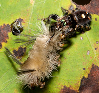 Bold Jumping Spider, Phidippus audax, with Banded Tussock Moth caterpillar, Adams County, Ohio, September 21, 2019