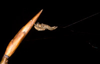 Hyptiotes cavatus, nonvenomous, Clear Creek, Hocking Co., OH December 12, 2015 (4)