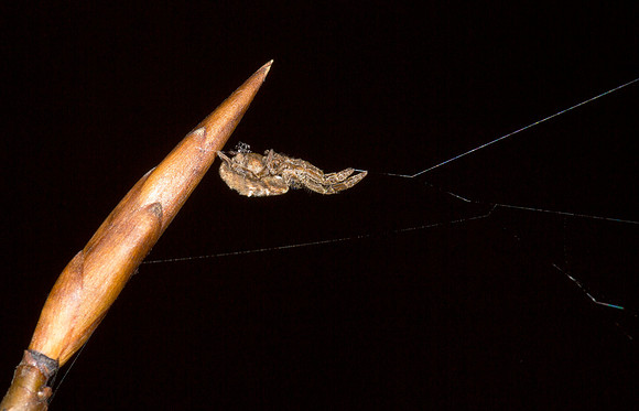 Hyptiotes cavatus, nonvenomous, Clear Creek, Hocking Co., OH December 12, 2015 (4)