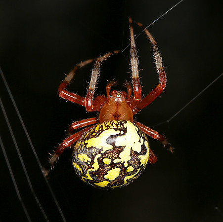 Marbled Orbweaver, Araneus marmoratus, West Virginia, September 28, 2014
