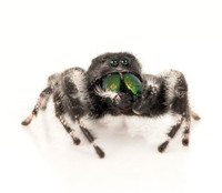 Bold Jumping Spider, Phidippus audax, Franklin County, Ohio, June 5, 2020